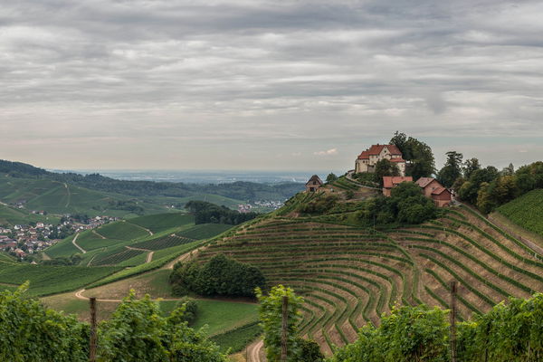 Event tips from the vinoa experts: Wine events in May