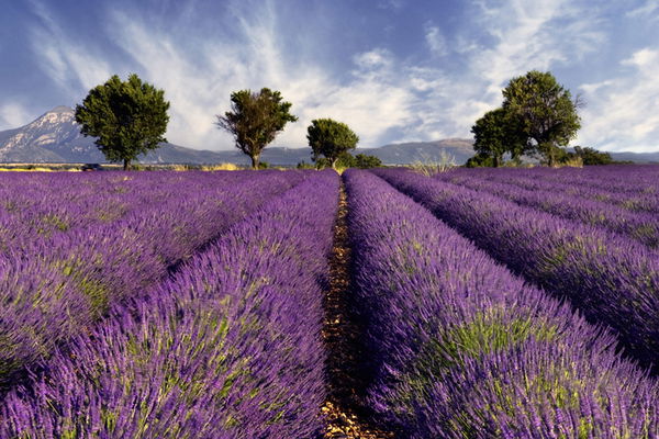 Des plantes médicinales pour chaque signe du zodiaque : Laquelle vous convient le mieux ?