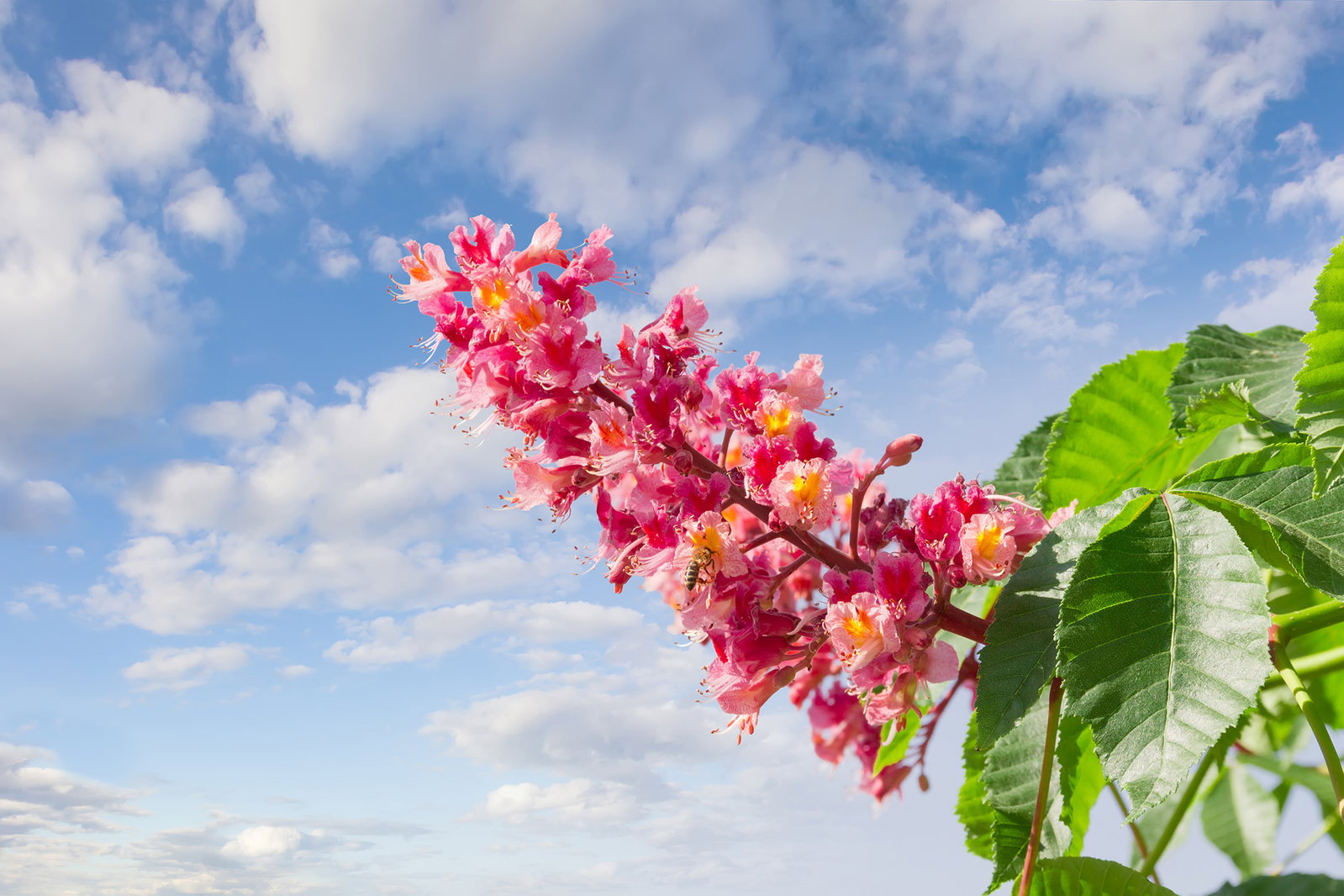 Bachblüten Wirkung: Übersicht und Einnahme der natürlichen Helfer
