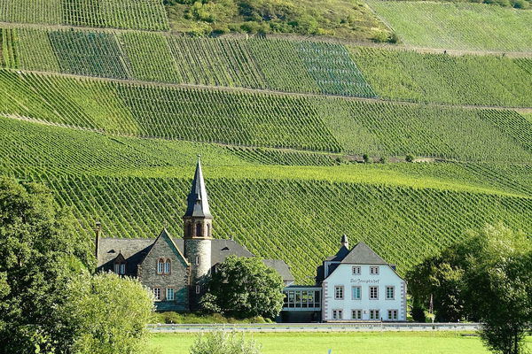 Wine knowledge: Palatinate growing region