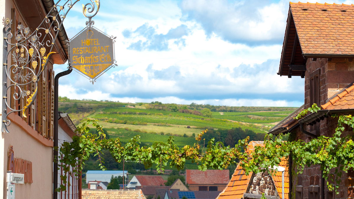 Wine wellness in spring: off to the Palatinate!