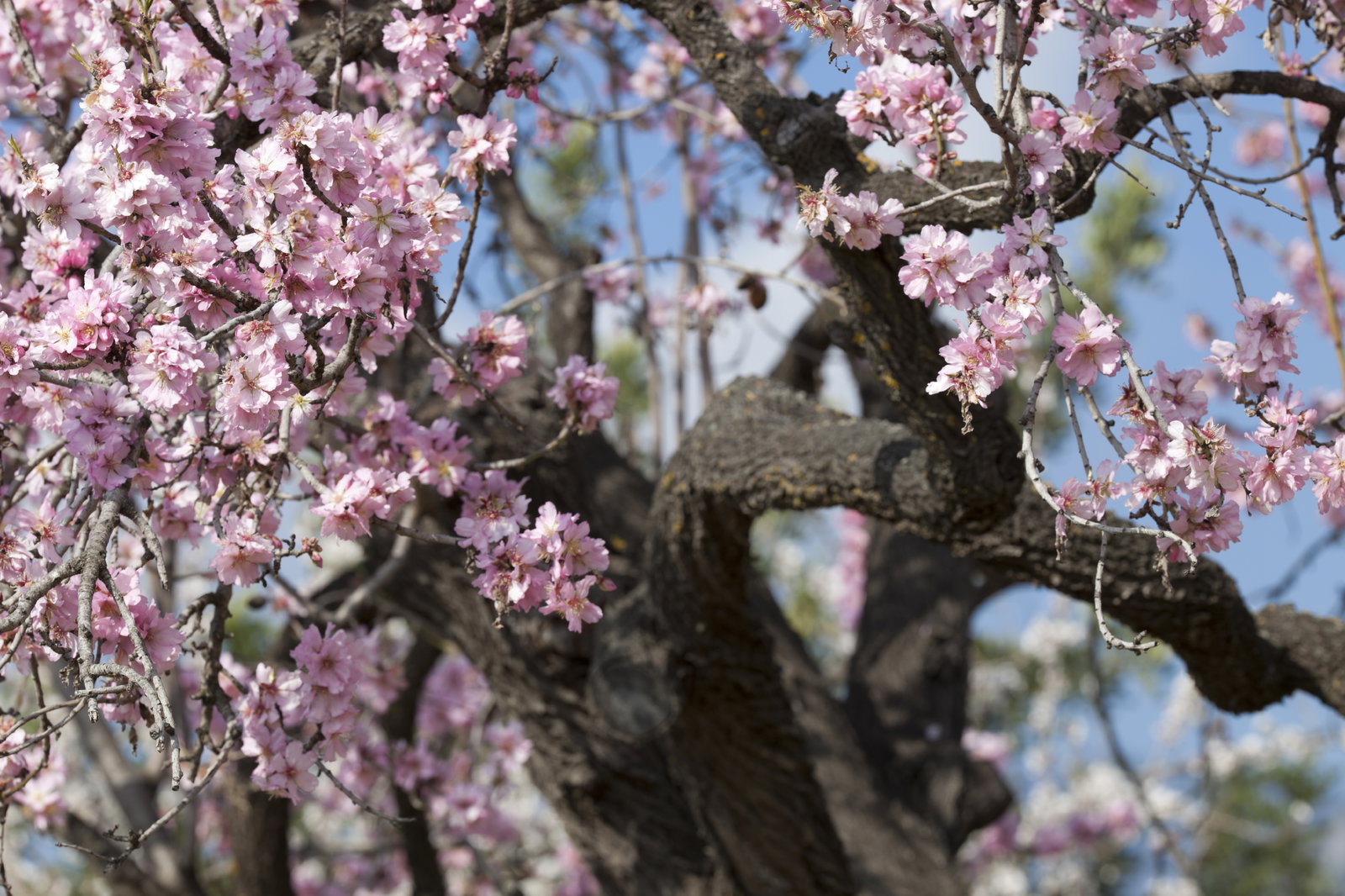 Mandelblomst på Mallorca: Oplev de baleariske øers hav af hvide blomster