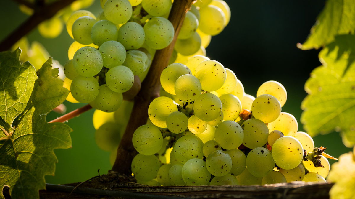 Wiedza o winie: Superstar Riesling