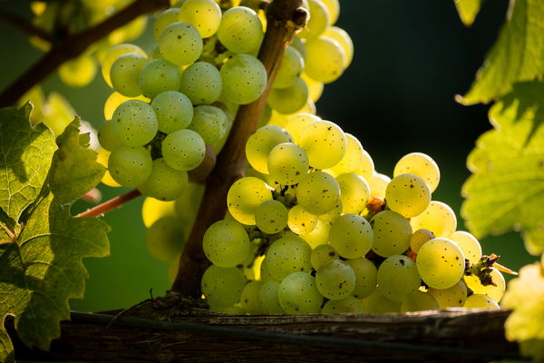 Wine knowledge: Superstar Riesling
