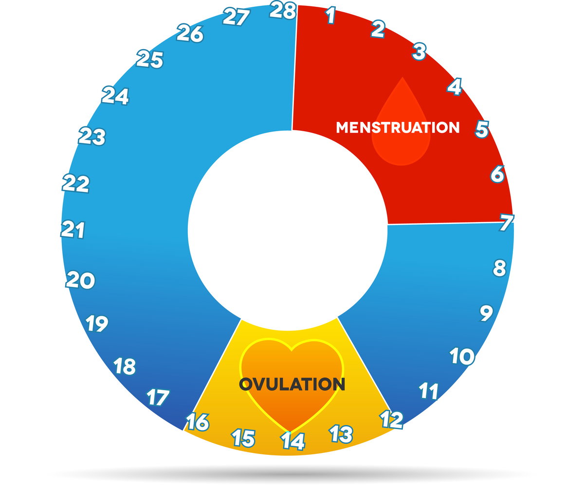 Der Menstruationszyklus, in der Regel wiederholen sich die Tage